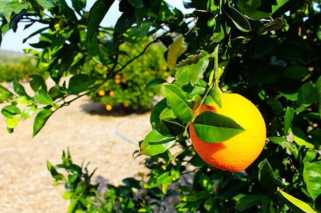 Orange on a branch