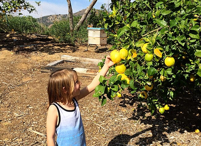 Picking Lemons in Orange County