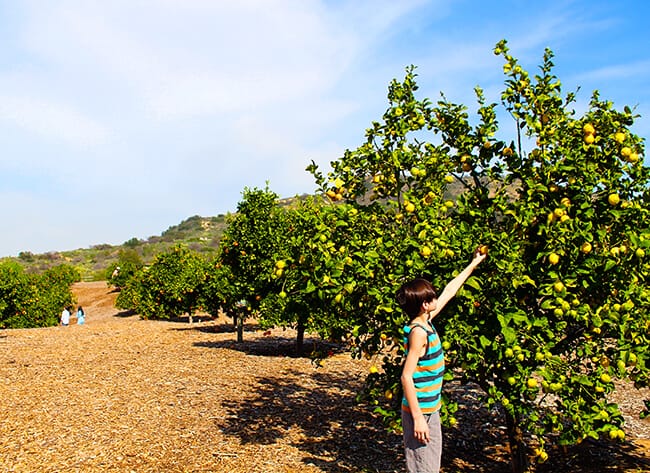 Orange Picking at Irvine Ranch Outdoor Educational Center - Popsicle Blog