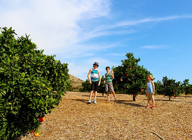 Picking Oranges at Irvine Park