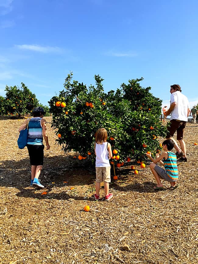 Picking Oranges at Irvine Regional Park