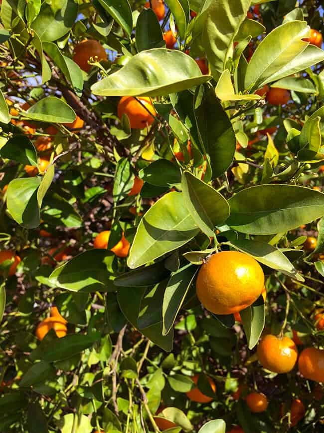 Where to pick Orange in Southern California