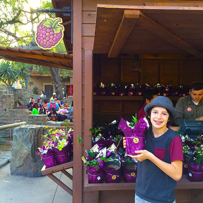 Buy Your Own Boysenberry Plant at Knott's