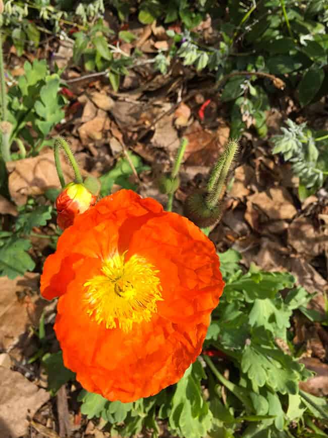 California Poppy