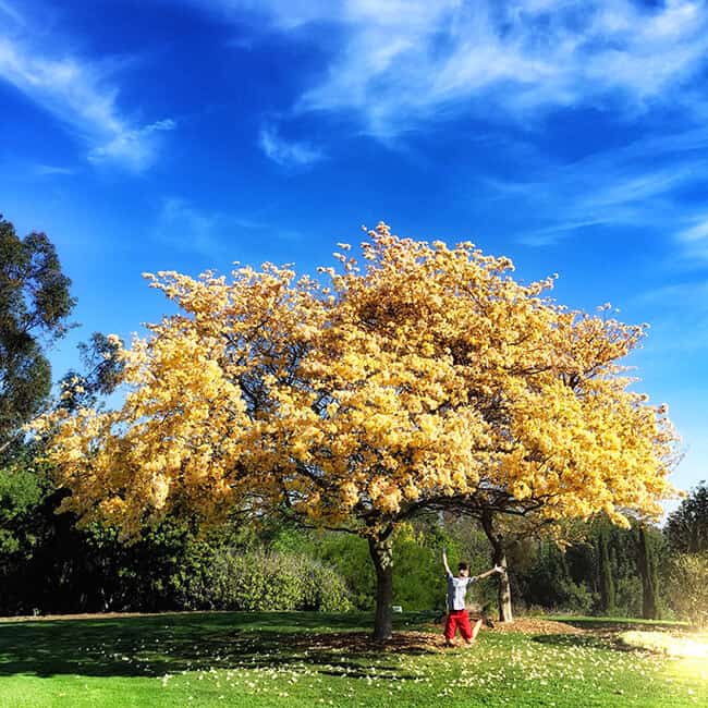 Palos Verdes Arboredum