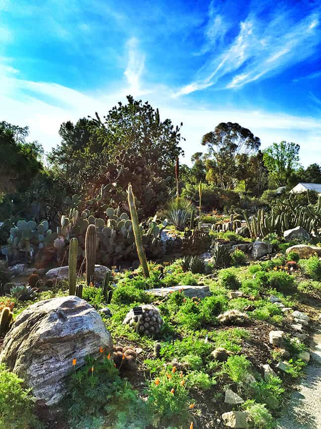 South Coast Botanic Garden Cactus