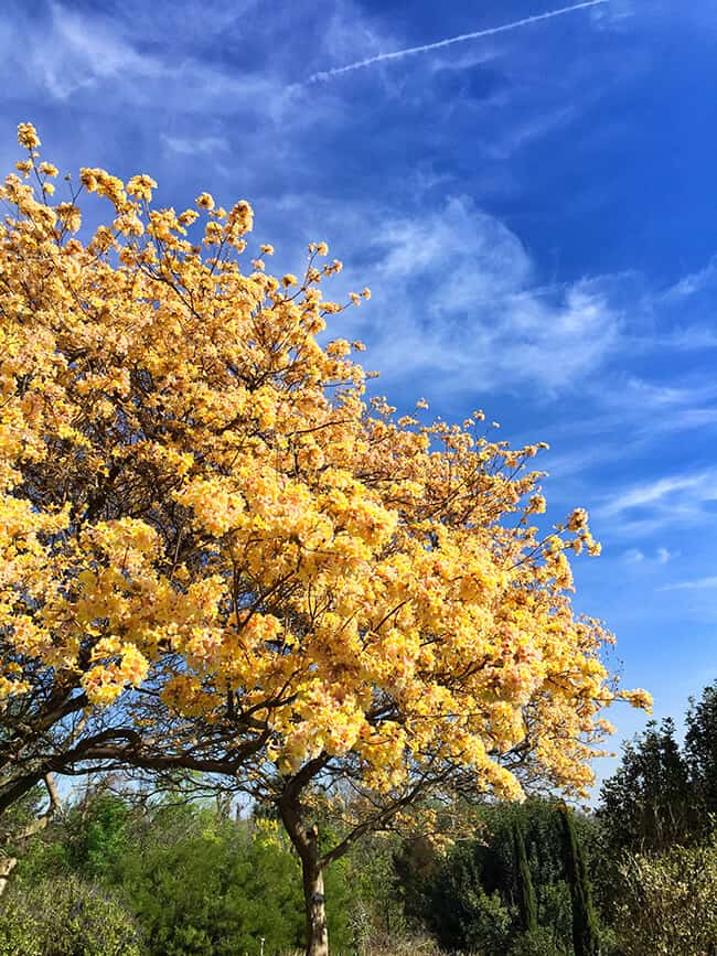 South Coast Botanic Garden Tree