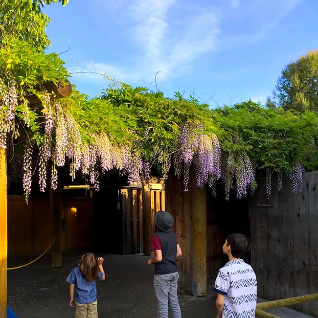 Wisteria at Knott's