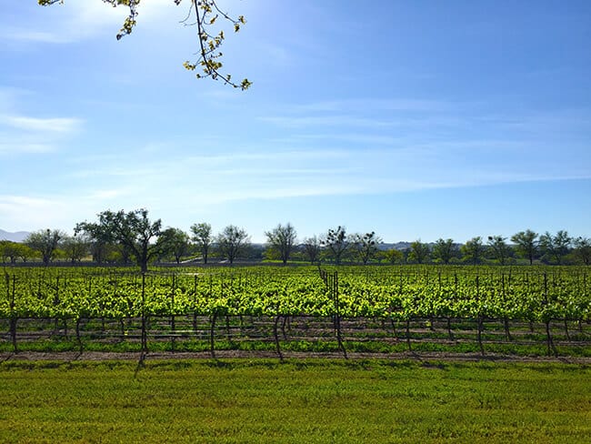 Bridlewood Estates Winery View