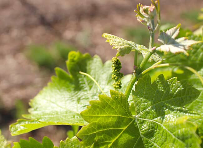 Bridlewood Winery Grape Plants