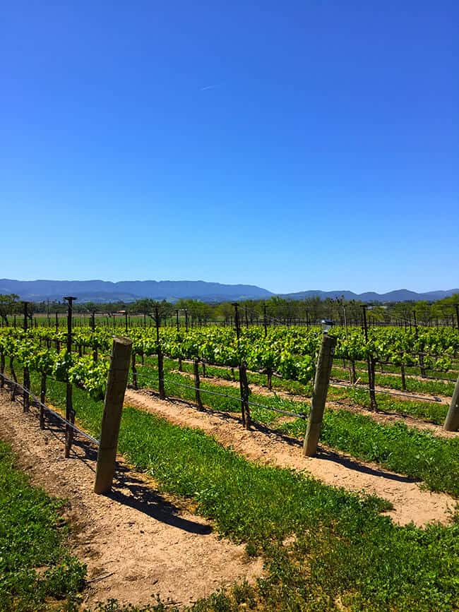 California Grape Vineyard