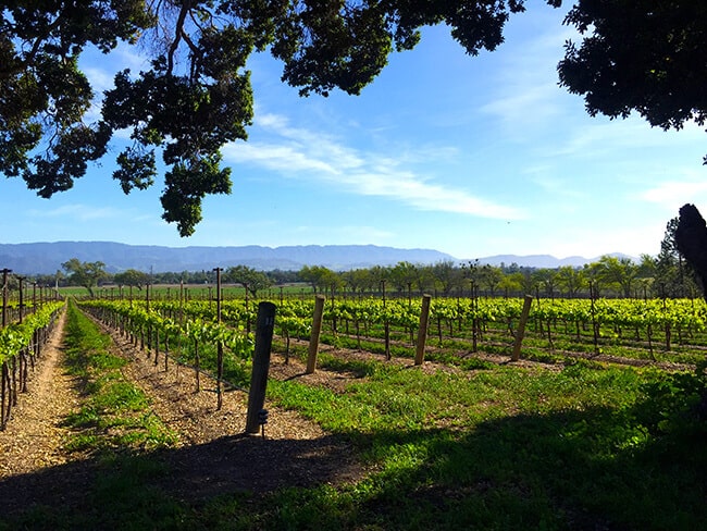 Grape Vineyards in San Inez