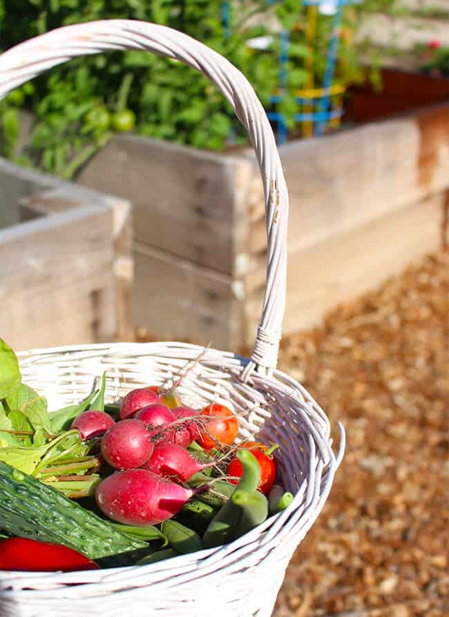 Fresh Vegetables Growing in the Garden