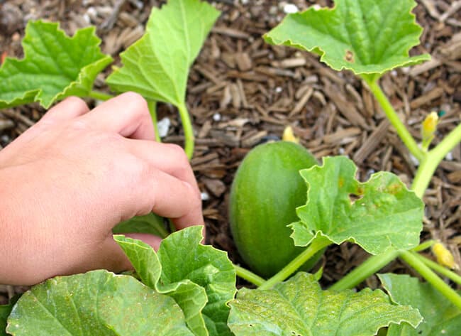 Growing a Honey Dew Melon