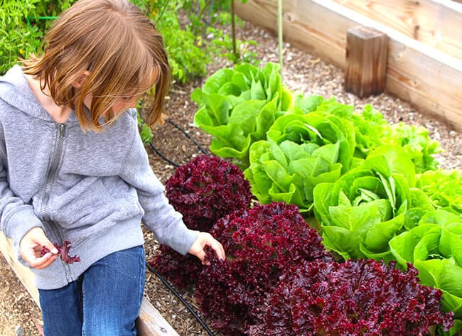 Kids Picking Lettuce in the Garden