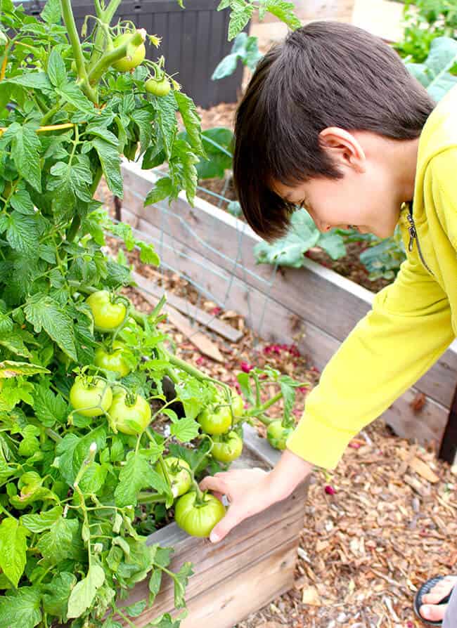 Kids Picking Tomatoes in the Garden