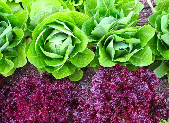 Lettuce Growing in the Garden