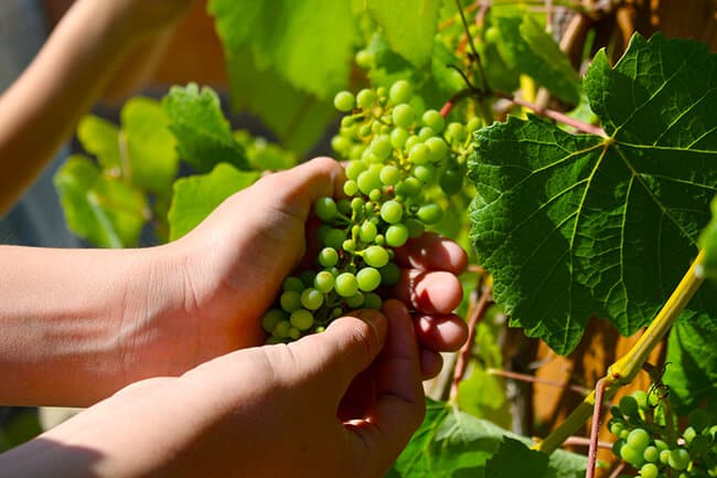 Picking Grapes in the Garden