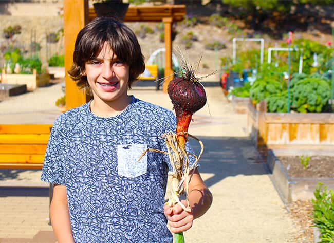 Picking Onions in the Garden