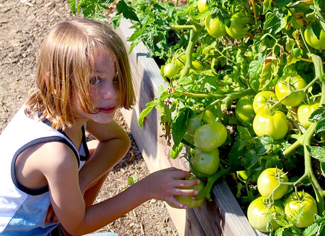 Picking Tomatoes in the Garden