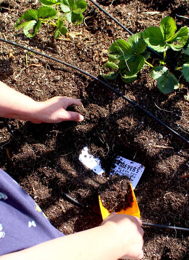 Planting Meyer's Basil Tape