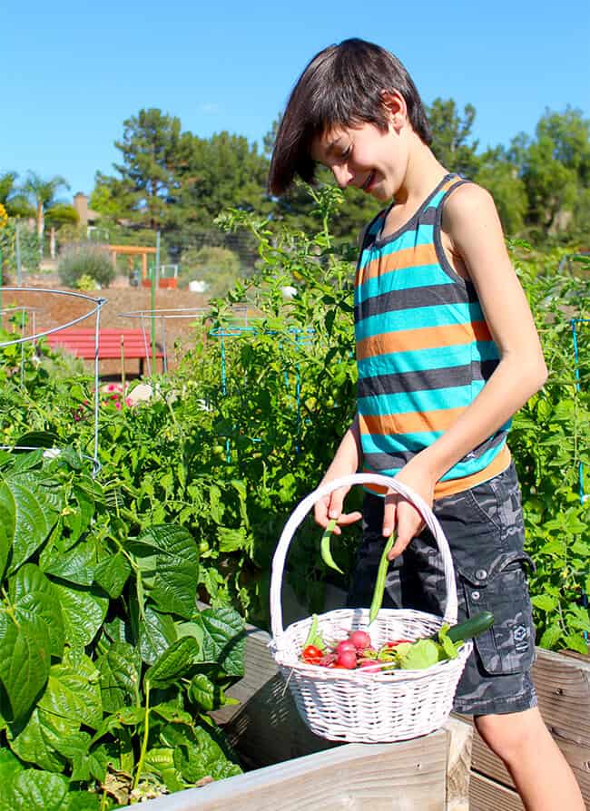 Popsicleblog Picking Vegetables in the Garden