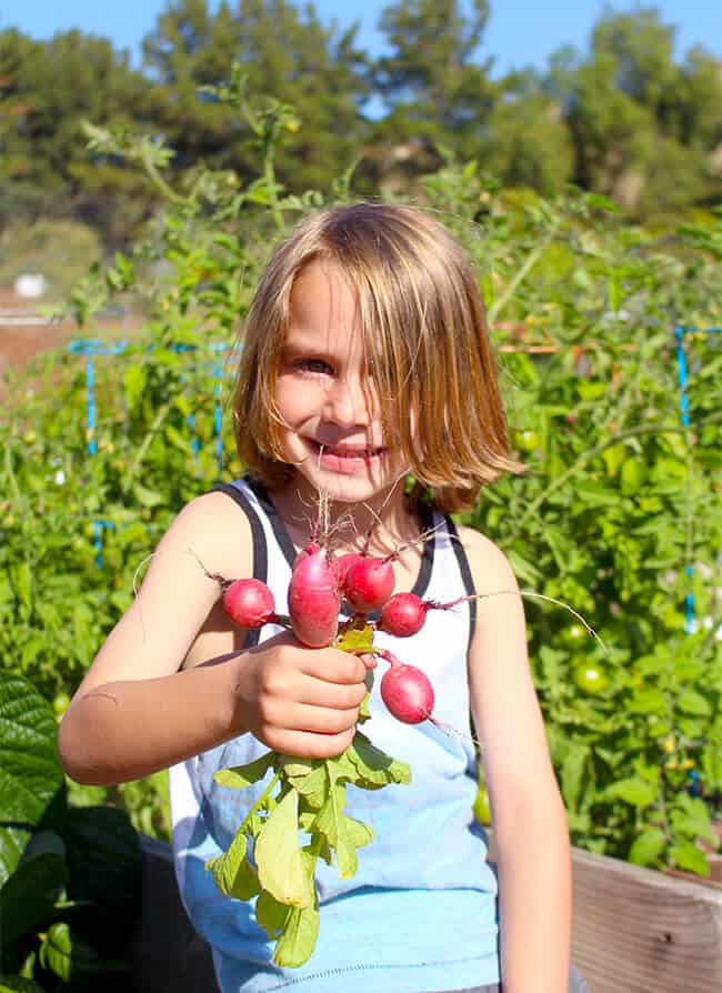 Radishes in the Garden