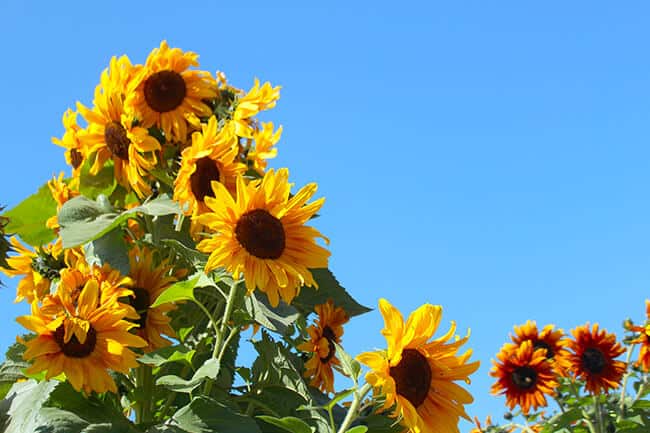 Sunflowers in the Garden