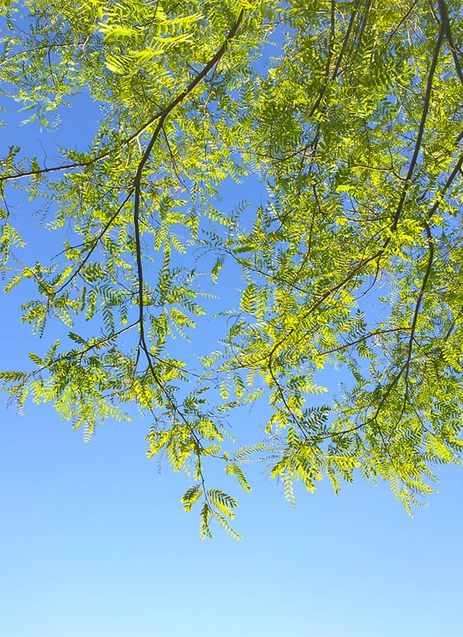 Blue Skies Smiling at Me