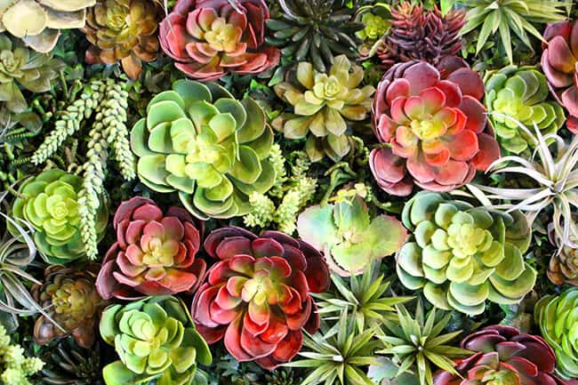 Knott's Succulents