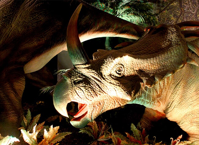 Triceratops at Discovery Cube