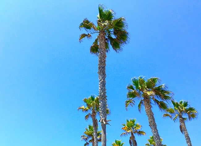 Huntington_beach_palm_trees