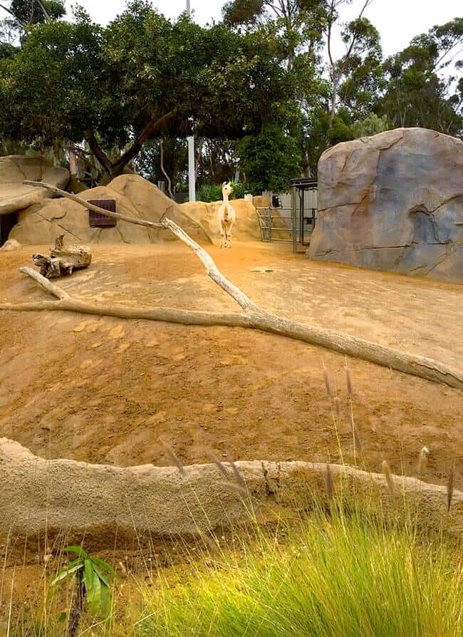 alpaca_san_diego_zoo