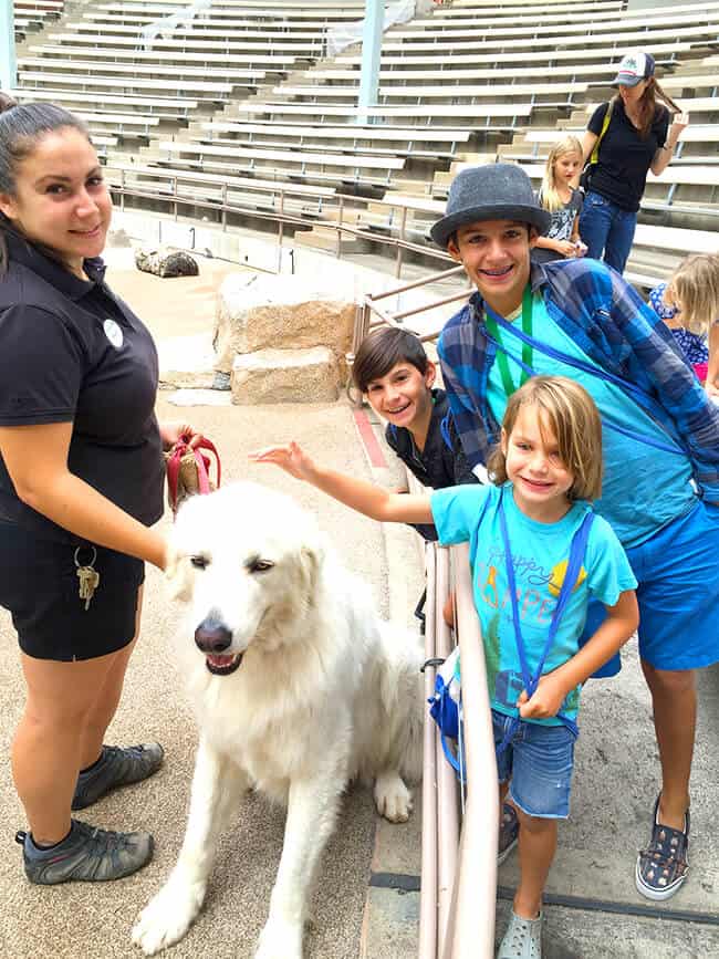 animal_companions_san_diego_zoo