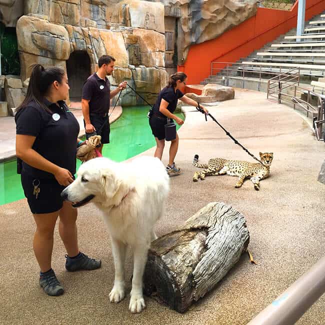 animal_friends_san_diego_zoo