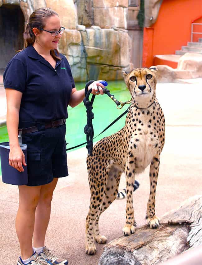 cheetah_san_diego_zoo