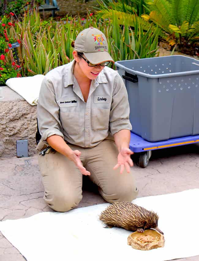 echidnas_san_diego_zoo