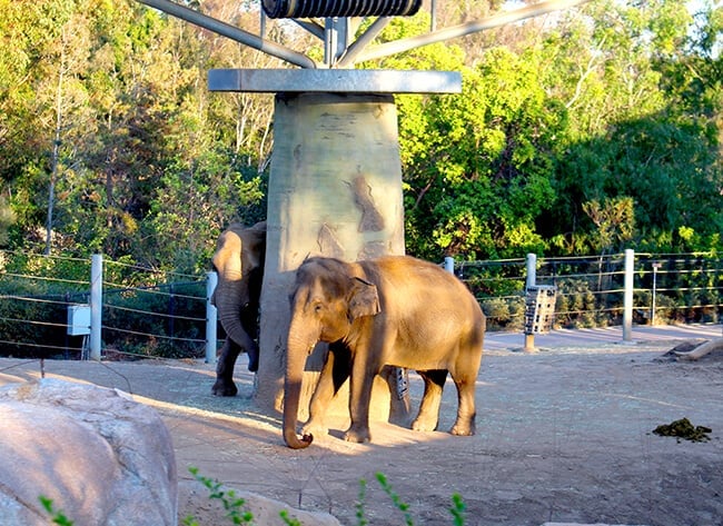 elephant_san_diego_zoo