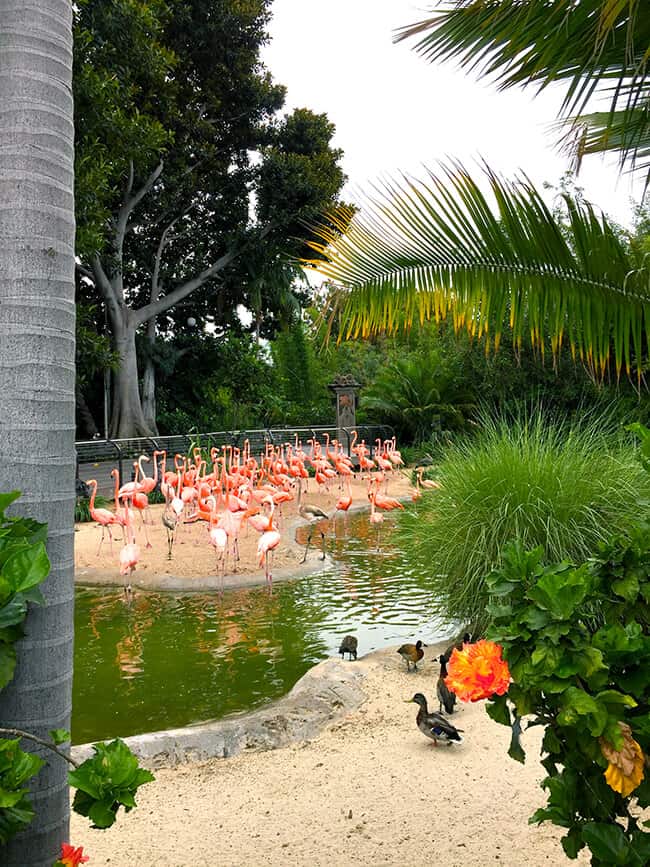 flamingoes_san_diego_zoo