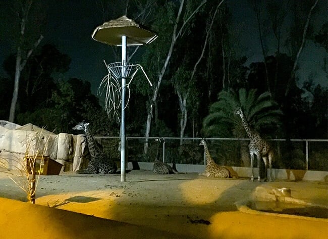 giraffe_san_diego_zoo