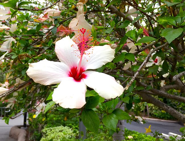 hibiscus_san_diego_zoo