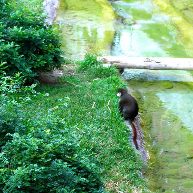 monkey_san_diego_zoo