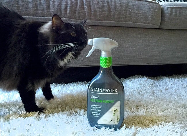 pet_stain_remover