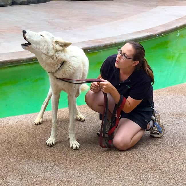 wolf_san_diego_zoo