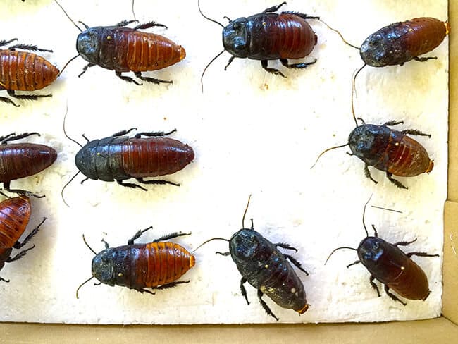 cal-poly-pomona-insect-fair-beetles