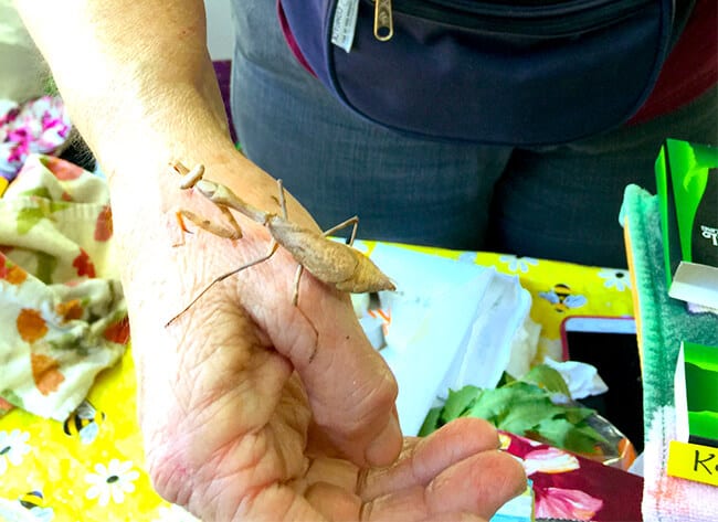 cal-poly-pomona-insect-fair-praying-mantis