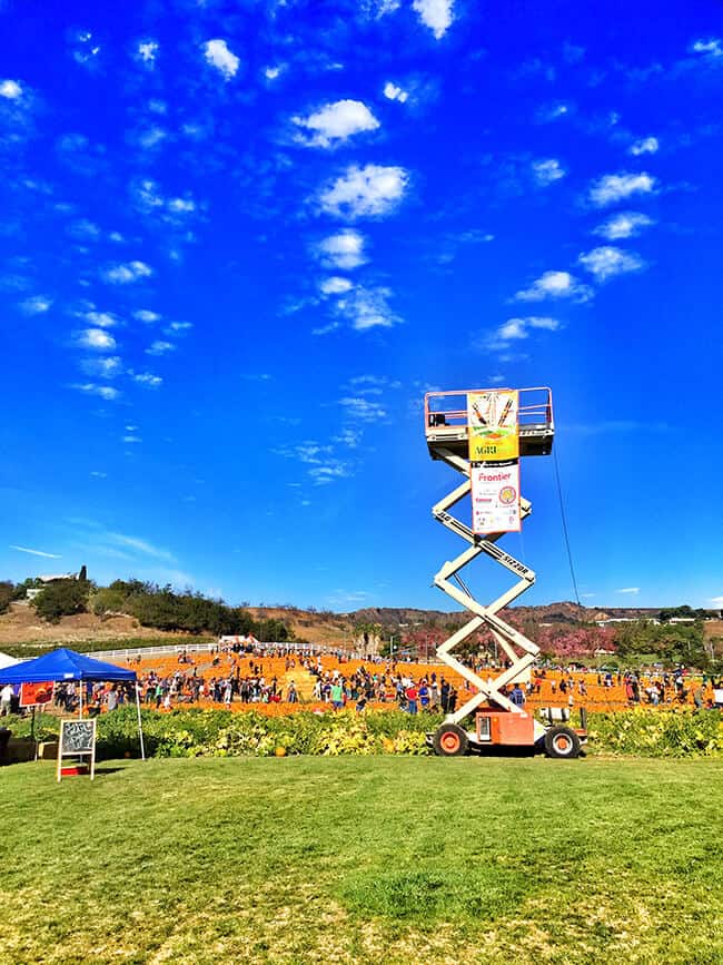 cal-poly-pomona-pumpkin-patch