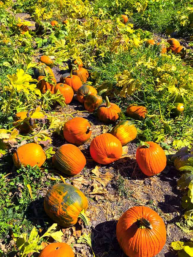 cal-poly-pomona-pumpkins-for-sale