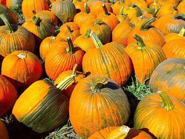 cal-poly-pomona-pumpkins