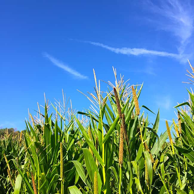 corn-maze-in-southern-california